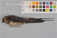 藏品(赤腰燕)的圖片